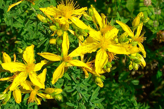 sarı kantaron çiçeği